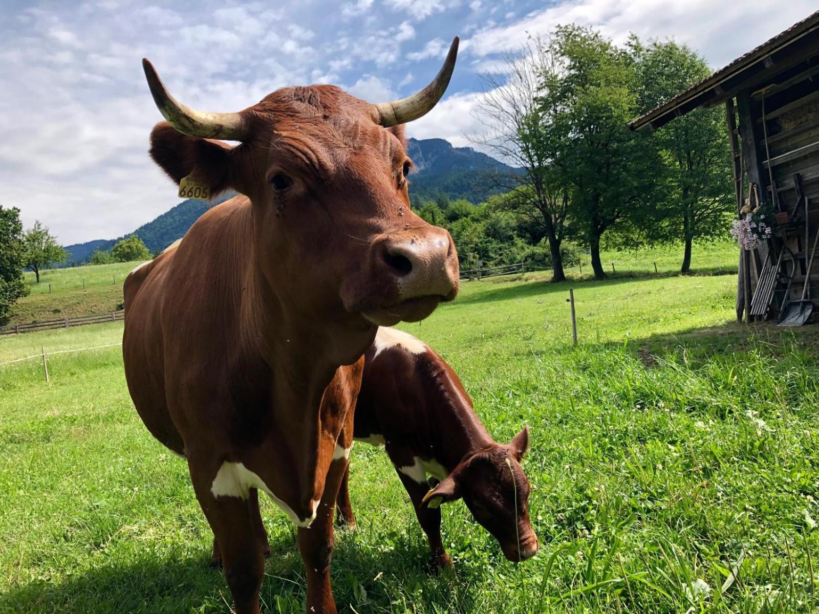 Glamping Savinja Hotel Ljubno Eksteriør billede